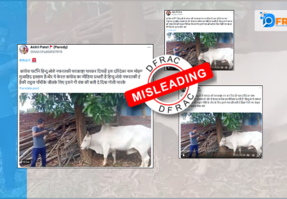 Video showing Cow shot in head falsely associated with Congress and Rahul Gandhi's Victory